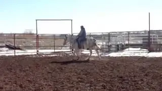 PRETTY SPOTTED MULE