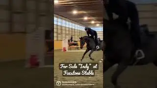 For sale &ldquo;Indy&rdquo; at Foxstone Stable #equestrian #horsesofyoutube #horsevideo #hunterjumper #shorts