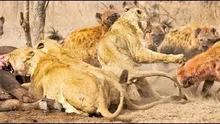 All Out War| Lion Pride vs Hyena's Clan