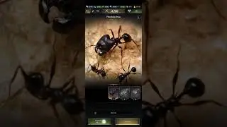 The Ants Gameplay, Ants Kingdom, Ants Underground, Ants War Game, Anthill Builder, What to