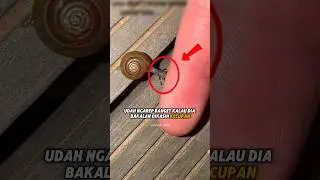 Cewek Ini DAPAT KECUPAN HANGAT Dari Seekor SIPUT❗😮#hewan #hewanlucu #videoviral