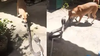 King Cobra Vs. Brave Dog