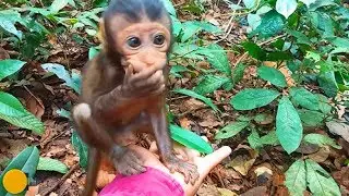Bree Very Friendly Baby Monkey, Top Tiny Baby In Charles Group!