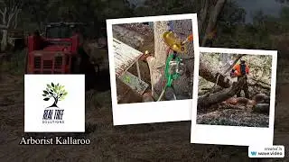Arborist Kallaroo - Real Tree Solutions