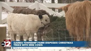 Cows recycle Christmas trees as snacks at Gaines Township farm