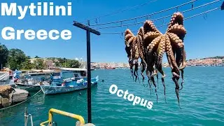 No Fishing! Just Feeding! :) Mytilini, Greece