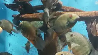 #Peixe 