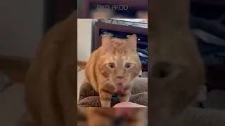 The FUNNIEST cats video ever 🤣🤣#cat #shorts #subscribe