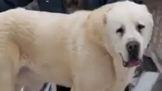 CENTRAL ASIAN SHEPHERD BREED STANDARDS!