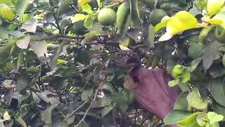 Fresh Kombu Then Honey Hunting Video Village Nature Honey 