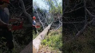 limbing and bucking ailanthus