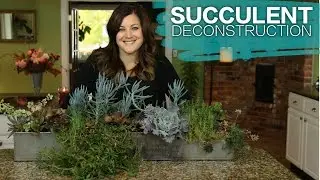 How to Take Apart Succulent Containers for Winter | Proven Winners