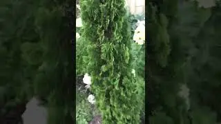 Туя западная Дегрут Спайр/ Thuja occidentalis Degroot&rsquo;s Spire. Хвойный Сад Надежды 