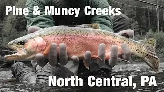 Fly Fishing Pine Creek & Muncy Creek, PA - Wooly Bugged