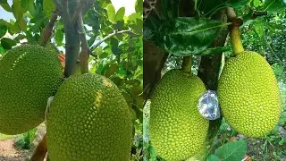Bón phân gì cho mít to trái, lớn trái nhanh Cách bón phân Nuôi Trái Mít | Đạt Mít loại 1