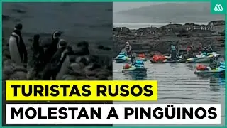 Nueva denuncia contra grupo de turistas rusos: ahora molestaron a pingüinos de Magallanes