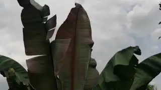 254#. Ensete Ventricosum Maurelli- największy banan w Ogrodzie