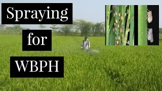 Spraying for WBPH | Paddy Crop | Gk Village Vlogs | Telugu