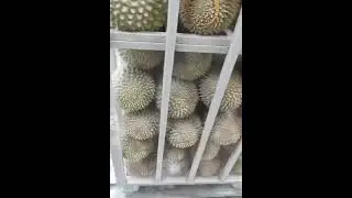 #Durian factory - Frozen durian | frozen fruit | freeze-dried food - 冷冻榴莲| 冷冻水果 - 榴莲 - ทุเรียน