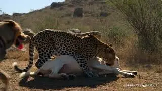 Leopard attack on goat what will dog do.@funnlearn123 