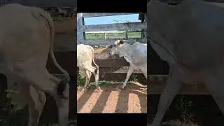 mais um dia comprando bezerros extra 🤑🤠 #agrocampo #bezzerroextra #pecuarista #fazenda
