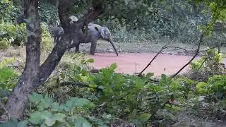 Elephants Drinking Water 🐘💧 | Phato Eco Tourism Zone | Pink Water Hole