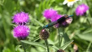 Banded Demoiselle Damselfly - 4K