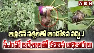 African snails: ఆఫ్రికన్ నత్తలతో ఆందోళన వద్దు..! సీఎంవో ఆదేశాలతో కదిలిన అధికారులు || ABN Telugu