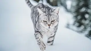 Wie groß ist das Gehirn einer Katze 