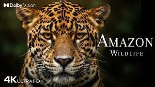 🌿 Amazon Wildlife 4K UHD | Jungle Animals & Nature Sounds from the Amazon Rainforest