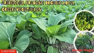 Arunachal Pradesh Organic Green vegetables 🥬/Wild Organic Vegetables of my garden #sendarbagra 