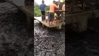 भारत में होने वाली कैटफ़िश की खेती ! Magur fish farming in india #catfish #fishfarming #shorts
