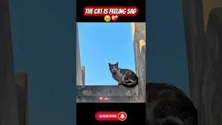 The cat is feeling sad 🥺❤️&zwj;🩹 #cat #emotional #shorts #MasoodGhuncha