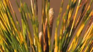 Pinus Thunbergii Shirome Janome HD.flv