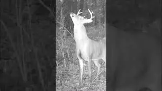 Whitetail Buck ..can you hear them too?