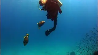 Триггер напал на дайвера | Triggerfish attacks the Diver | Diving in Chumphon, Thailand