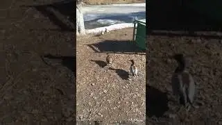 Утки в парке.Ducks in the Park.