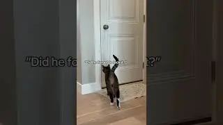 My cat is way too smart #catshorts #catsofyoutube #funny