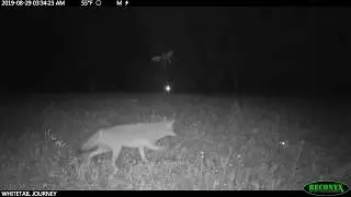 Bobcat Attacks Coyote&mdash;That Scream!!