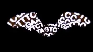 Discovering the diversity of genotypes in the evolution of bats