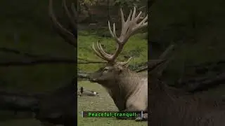 You Won&rsquo;t Believe How Majestic This Elk Looks | Peaceful_Tranquil