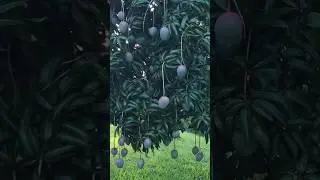Keitt Mango