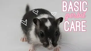BASIC GERBIL CARE | how to care for your gerbils