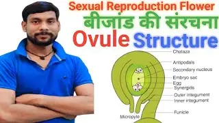 बीजांड की संरचना ovule structure| class=12  ovule sanrachna ka namankit chitra 2025  important viva 