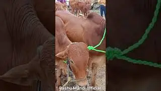 लोहा बैल बाजार नांदेड Loha bail bazar #lohabailbazar   #pashumandi #nandedbuffalomarket #viral