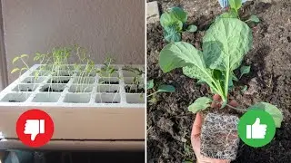 5 Tipps für frühe Aussaaten