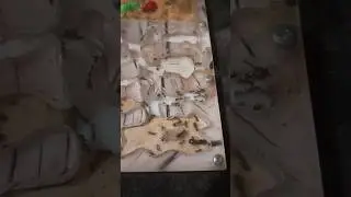 Колонія мурах#мурахи