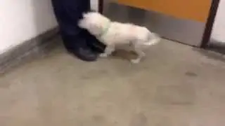 puppy mill dog dumped at shelter