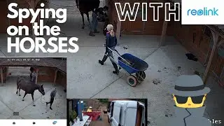 SPYING ON OUR HORSES | ReoLink Security Cameras