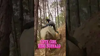 Cute Girl Riding Buffalo #cute #girl #riding #buffalo #animals #tiger #birds